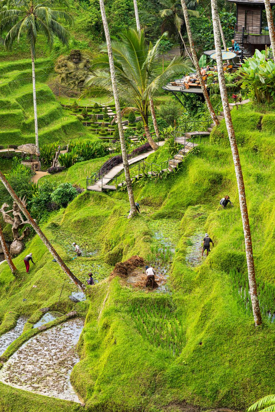 Tegalalang Rice Terraces Guide | Ubud's Iconic Bali Swings